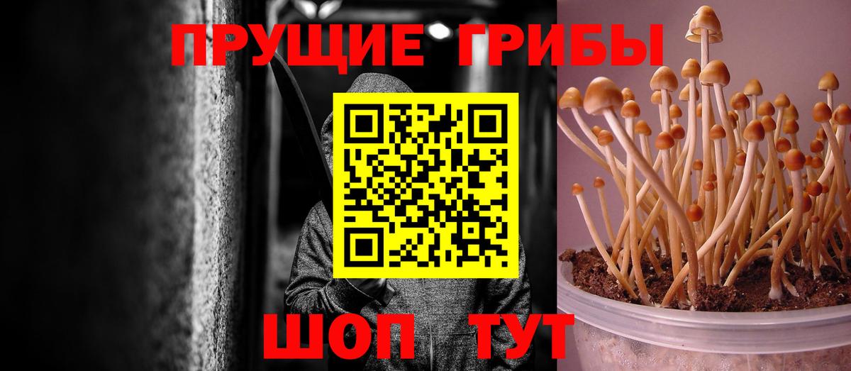 Псилоцибиновые грибы мицелий Зима